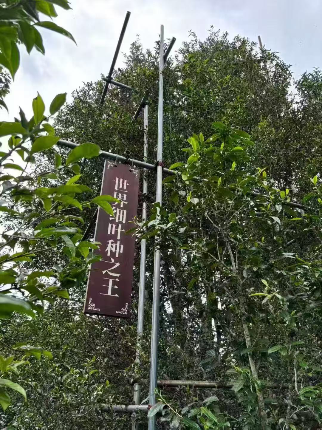 困鹿山：被“皇家血脉”耽误的普洱真相，你花上万买的可能只是“化肥茶”！